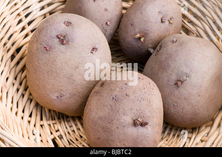 Red Duke of York seed potato tubers, a red skinned heritage first early crop potato in a basket Stock Photo
