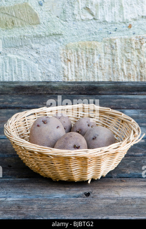 Red Duke of York seed potato tubers, a red skinned heritage first early crop potato in a basket Stock Photo