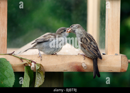 House Sparrow (Passer domesticus), female feeding fledgling at bird table Stock Photo
