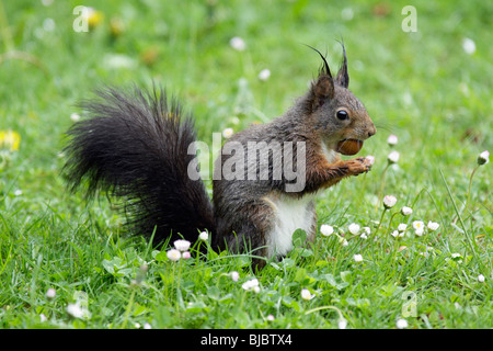 European Red Squirrel (Sciurus vulgaris), sitting on garden lawn, eating a hazelnut Stock Photo