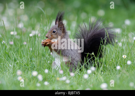 European Red Squirrel (Sciurus vulgaris), sitting on garden lawn, eating a hazelnut Stock Photo