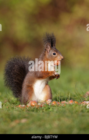 European Red Squirrel (Sciurus vulgaris), sitting in garden with hazelnut in mouth Stock Photo