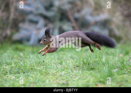 European Red Squirrel (Sciurus vulgaris), running across garden Stock Photo