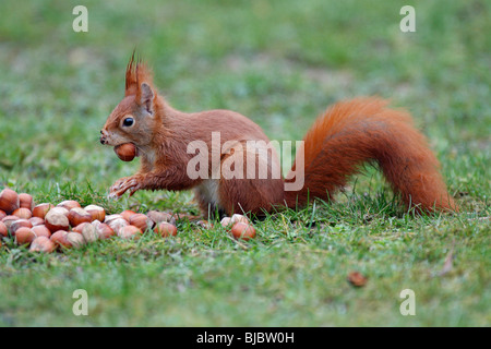 European Red Squirrel (Sciurus vulgaris), gathering hazelnuts in garden, autumn Stock Photo