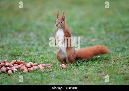 European Red Squirrel (Sciurus vulgaris), standing upright in garden, alert Stock Photo