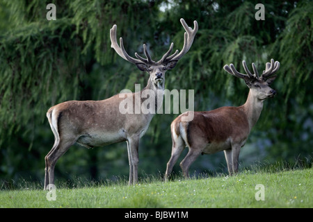 Red Deer (Cervus elaphus), two stags with velvet on antlers in summer, Germany Stock Photo