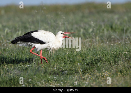 White Stork (Ciconia ciconia), catching insects on meadow, Extremadura, Spain Stock Photo