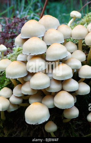 Sulphur Tuft Fungi (Hypholoma fasciculare), growing on decaying tree stems in forest, Germany Stock Photo