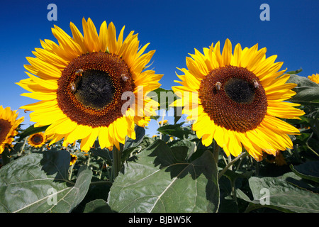 Sunflowers (Helianthus annuus) - honey bees gathering nectar and pollen, from flowers Stock Photo