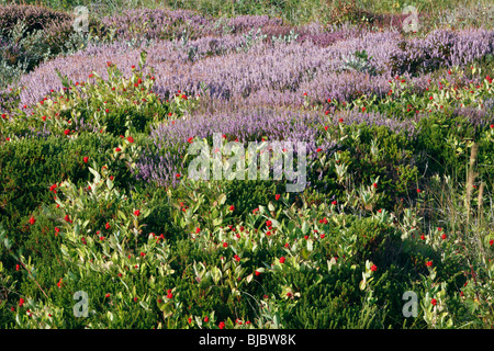 Heather (calluna vulgaris), and Honeysuckle Berries (Lonicera periclymenum), sand dune nature reserve, Texel Island, Holland Stock Photo