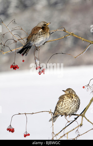 Fieldfare (Turdus pilaris) and Mistle Thrush (Turdus viscivorus), sitting on bush in winter, Germany Stock Photo