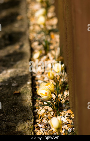 Crocus chrysanthus 'Cream Beauty' in flower in a narrow flint gravel border Stock Photo