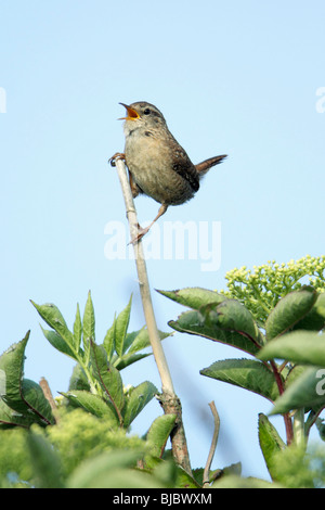 Wren (Troglodytes troglodytes), singing from bush, germany Stock Photo