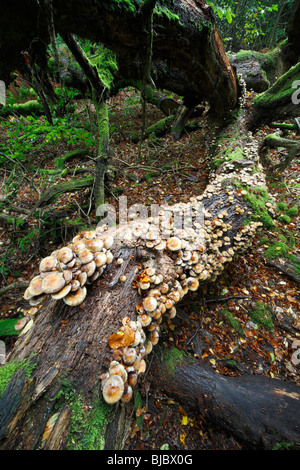 Fungi on decaying dead tree, wildflowers, rocks shown in Central ...