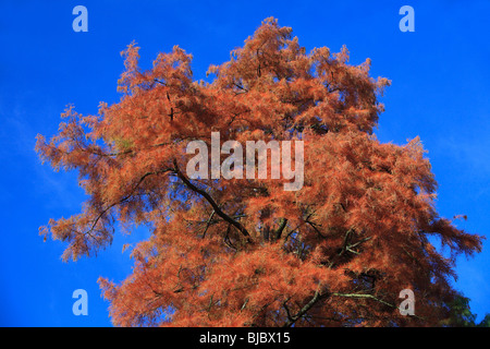 Swamp Cypress / Bald Cypress (Taxodium distichum), tree in autumn colour, Germany Stock Photo