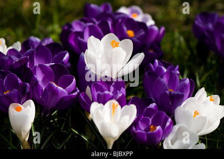 A mixture of white and purple crocuses growing in a garden lawn in The Cotswolds in spring Stock Photo