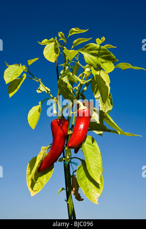 Ripe Chillies being grown in South Gloucestershire, England. Stock Photo