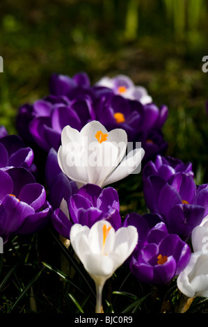 A mixture of white and purple crocuses growing in a garden lawn in The Cotswolds in spring Stock Photo