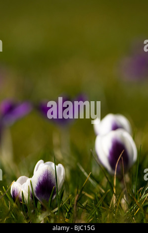 Crocus chrysanthus 'Prince Claus' growing in a garden lawn in The Cotswolds Stock Photo