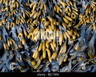 Spiral wrack, Fucus spiralis seaweed, Cornwall, UK Stock Photo