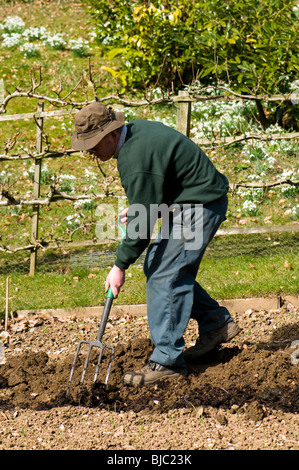 Rotted down compost being forked into a prepared trench in the kitchen garden at Painswick Rococo Garden in The Cotswolds Stock Photo