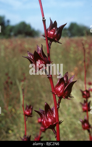 Fruit of red okra or roselle (Hibiscus sabdariffa) on the plant and used in confectionery, Thailand Stock Photo