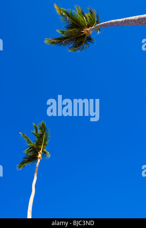 ABSTRACT IMAGE OF PALM TREES AGAINST A CLEAR BLUE SKY