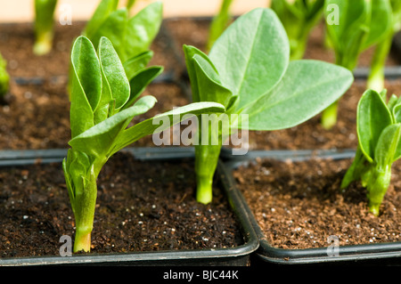 Broad Bean, Aquadulce, seedlings in pots in a greenhouse Stock Photo