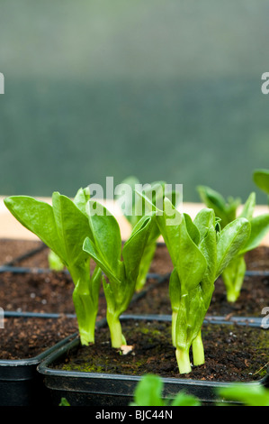 Broad Bean, Aquadulce, seedlings in pots in a greenhouse Stock Photo