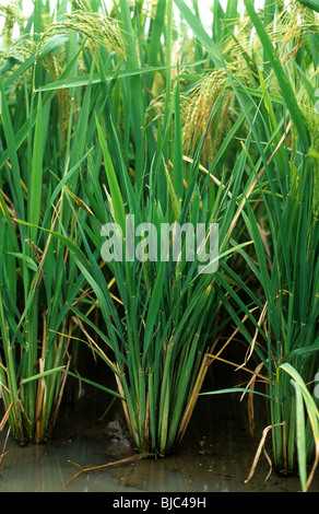 Ragged stunt virus severely infected paddy rice plants in ear, Philippines Stock Photo