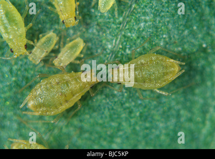 Violet aphid (Myzus ornatus) group on a pansy leaf Stock Photo