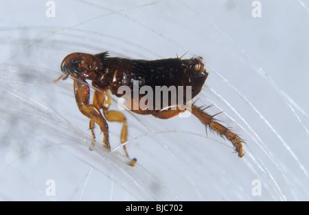 Dog flea (Ctenophalides canis) on hair Stock Photo