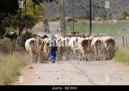 Herd of dairy cows being driven down a dirt road in the western Cape South Africa Stock Photo
