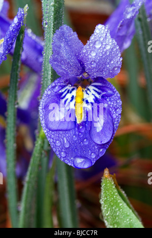 A flower of the dwarf Siberian iris (Iris sibirica) covered by drops of dew at the early morning. Stock Photo