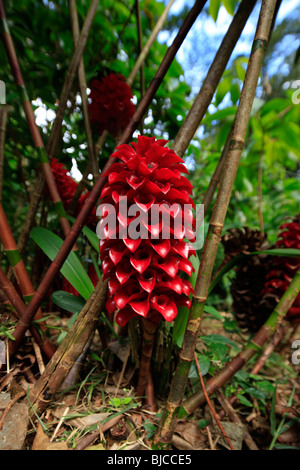 Ginger flower, Lyon Arboreteum, Manoa Valley, Honolulu, Oahu, Hawaii Stock Photo