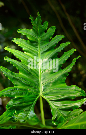 Lyon Arboreteum, Manoa Valley, Honolulu, Oahu, Hawaii Stock Photo