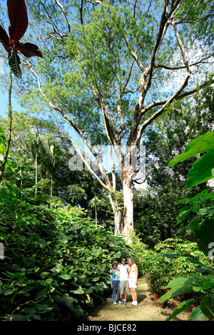 Lyon Arboreteum, Manoa Valley, Honolulu, Oahu, Hawaii Stock Photo