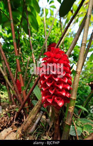 Ginger flower, Lyon Arboreteum, Manoa Valley, Honolulu, Oahu, Hawaii Stock Photo