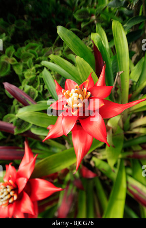 Bromeliad, Lyon Arboreteum, Manoa Valley, Honolulu, Oahu, Hawaii Stock Photo