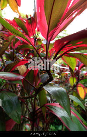 Ti plant, Lyon Arboreteum, Manoa Valley, Honolulu, Oahu, Hawaii Stock Photo