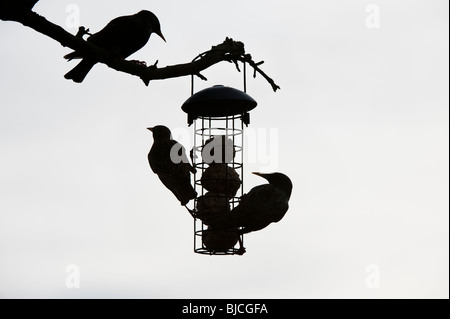 Sturnus vulgaris. Silhouette of Starlings on a fat ball feeder hanging from a tree in a garden. UK Stock Photo