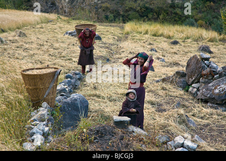 Nepali villagers harvest WHEAT in NUPRI - AROUND MANASLU TREK, NEPAL Stock Photo