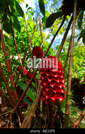 Ginger flower, Lyon Arboreteum, Manoa Valley, Honolulu, Oahu, Hawaii Stock Photo