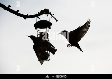Sturnus vulgaris. Silhouette of a Starling on a fat ball feeder and one flying to it. UK Stock Photo