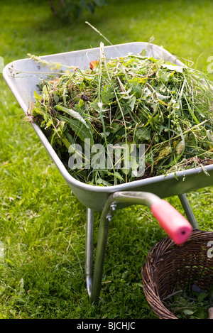 Yard clippings heaped in wheelbarrow Stock Photo
