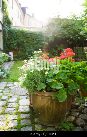 Geraniums and marguerite daisies growing in pot Stock Photo