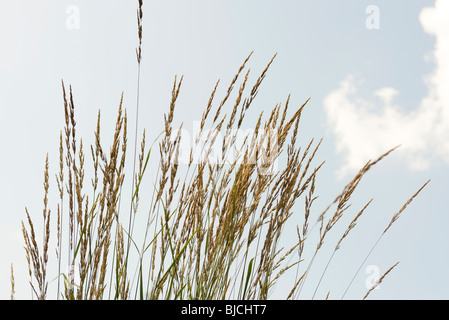 Seed head tops of tall grass against blue sky Stock Photo