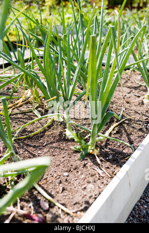 Garlic plants Stock Photo