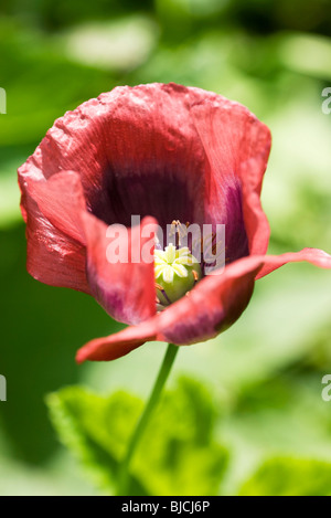 Opium Poppy (Papaver somniferum) Stock Photo