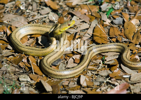 Yellow rat snake (Elaphe obsoleta quadrivittata) Stock Photo